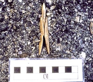 Toggling Composite Harpoon head, articulated in situ. 