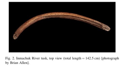 alaska 35k BP worked tusk pic