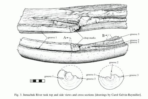 alaska 35k BP worked tusk