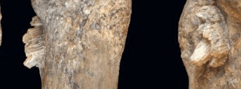 Manis bone point close up supplemetary material 2011