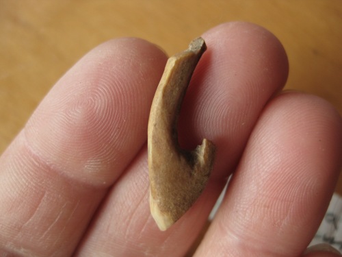 Unusual fish hook fashioned from a canine tooth.  Burnaby Narrows, Haida Gwaii, 2012.  Photo by Jenny Cohen.
