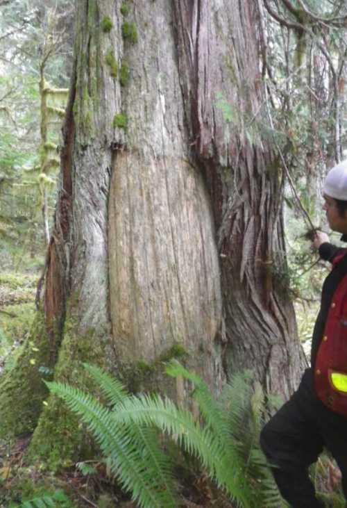 Rectangular scar in a cedar tree from removing a bark slab for use as temporary shelter.  Photo courtesy of 'Namgis Nation via Jim Stafford.