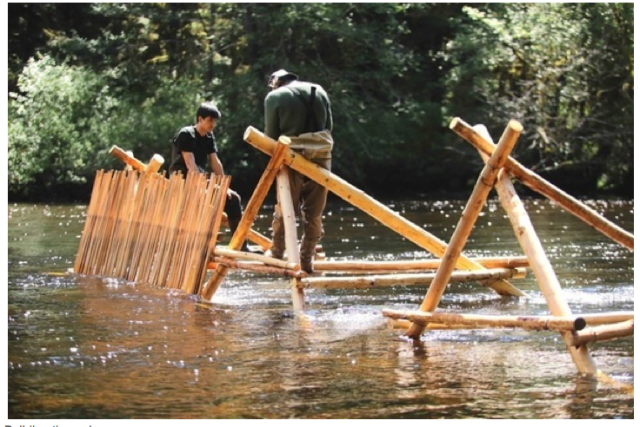 homemade fish weir trap made from stakes and branches in river