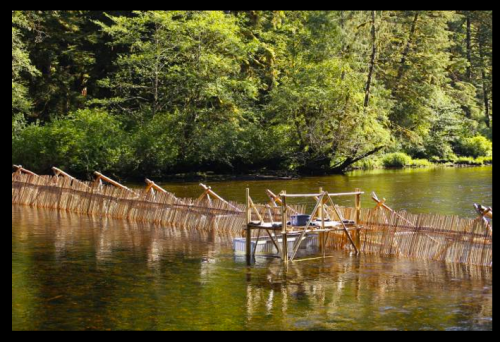 Building Koeye Weir. Photo by Grant Callegari via indiegogo.