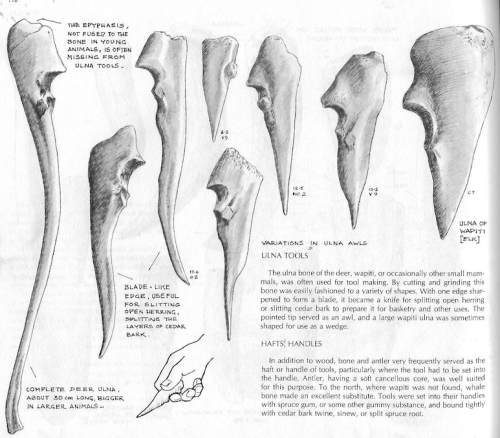 Ulna tools, drawing by Hilary Stewart.