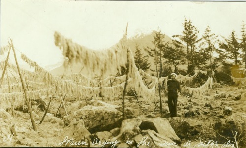 Herring "spawn drying in the sun near Sitka Alaska", ca. 1900. Source: Sealaska Heritage Institute, Richard Wood Collection. http://goo.gl/y8NF2h