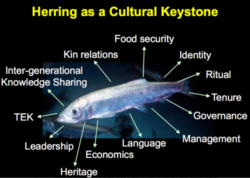 Slide from Danal Lepofsky slideshow "Herring as a cultural keystone; archaeology, anthropology & genetics, policy  & governance", available with other herring resources here: http://www.sfu.ca/hakai/current-research-programs/herring-school/-advancing-ecosystem-based-management-of-low-trophic-level-fishe.html
