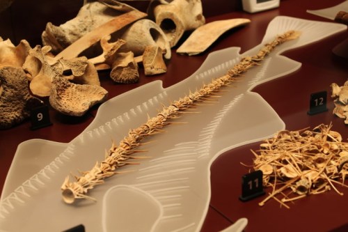 Codbones on display at the Mary Rose museum. Source: maryRose.org