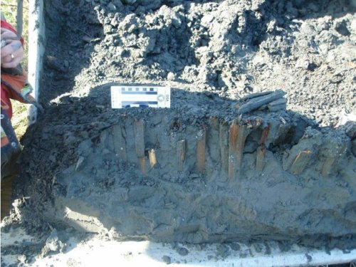 Fish weir elements exposed in a deep trench, Gray's Harbour, WA.  Source: Elder et al 2014, JICA, http://dx.doi.org/10.1080/15564894.2014.881933