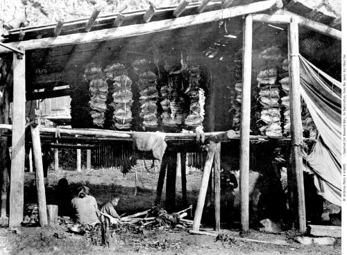 Drying fish in structures at Hagwilget, ca. 1890s. Source: BC Archives https://goo.gl/4aAy6w