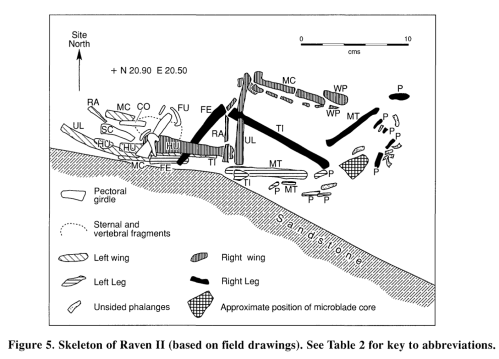 Raven Burial II at Tse'K'wa - one of two apparently deliberate raven burials from the deeper layers. Note the microblade core "grave good". Source: Driver 1999 American Antiquity (and SFU download)