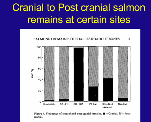 From Virginia Butler, 1993. Standard salmon skeleton contains 42% cranial bones. Note that archaeological site DO-285 is almost all cranial bones, while DO-211 is almost all post-cranial. Meanwhile, Pt Bar is a natural assemblage of dead salmon which is fairly similar to the standard skeleton ratios. Stolen from my intro archaeology course.