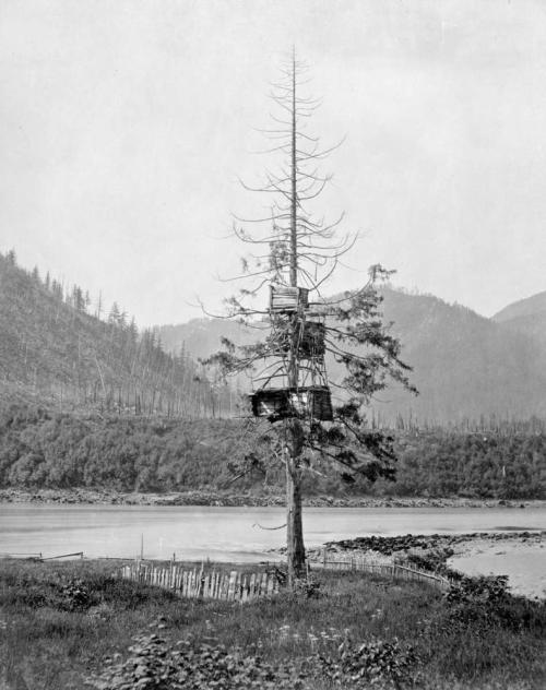 Salmon cache in tree, Yale BC, date unknown but probably 1865ish, Maynard collection but probably by Dally. Source: BC Archives https://goo.gl/kaixsc